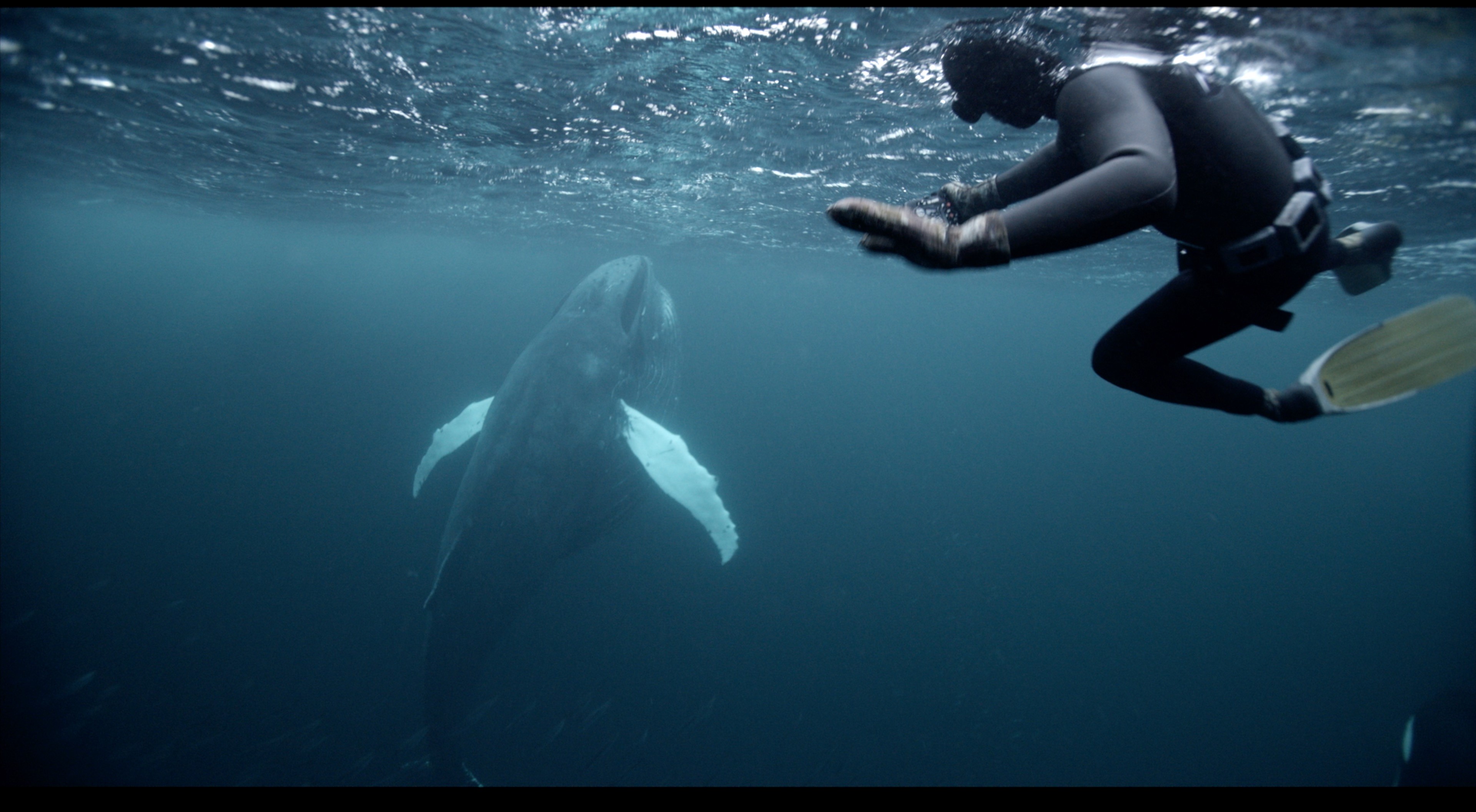 La Quête du Sauvage - Orcas in Norway