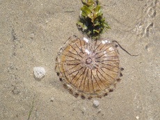 Compass jellyfish, Burgh Island, Devon - 2015.
