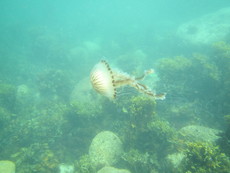 Compass jellyfish, Beady Pool, Scilly - 2016.