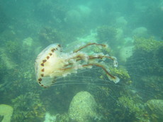 Compass jellyfish, Beady Pool, Scilly - 2016.