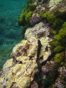 Fish, Tenerife - 2017.