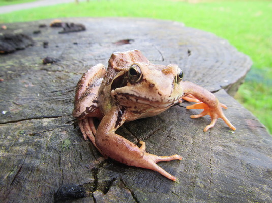 French frog, Creuse - 2014.