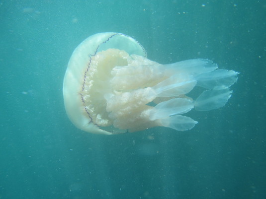 Barrel jellyfish, Burgh Island, Devon - 2015.