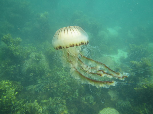 Compass jellyfish, Beady Pool, Scilly - 2016.
