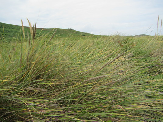 Grass, Samson, Scilly - 2016.