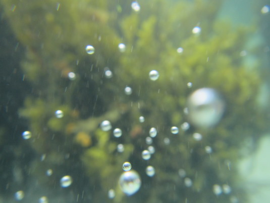 Bubbles, Scilly - 2016.