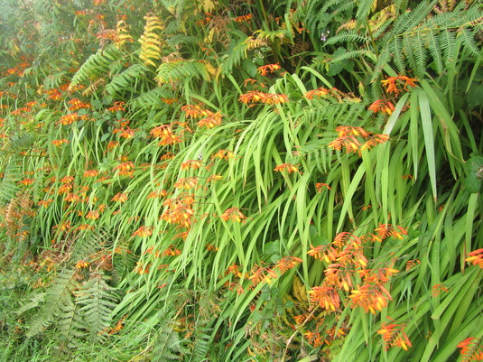 Wild Croscomia, Scilly - 2016.