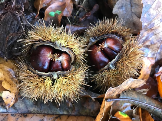 Chestnut pods, Creuse - 2017.