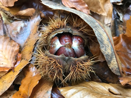 Chestnuts, Creuse - 2017.