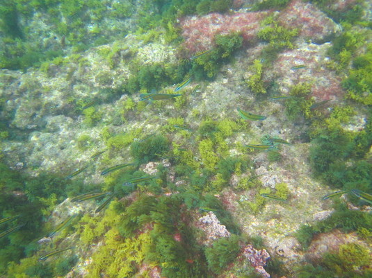 Camouflaged Fish, Tenerife - 2017.